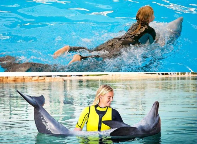 Dubai Dolphinarium Mixed