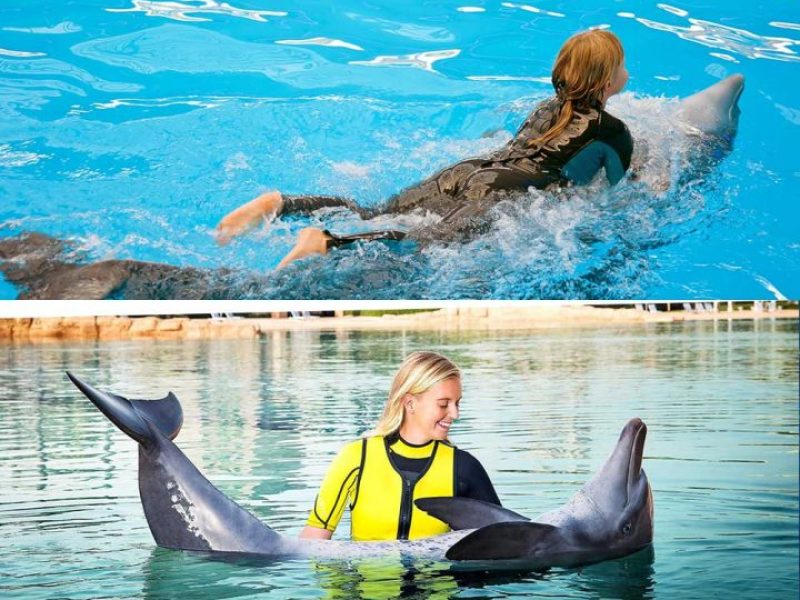 Dubai Dolphinarium Mixed